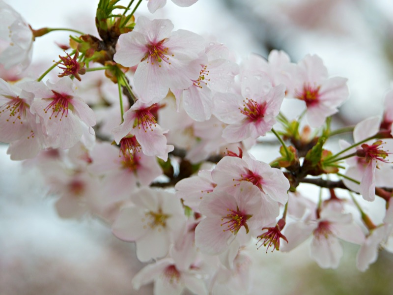 A close-up of cherry blossom showing pink stamens — the food source for bees and butterflies in early spring