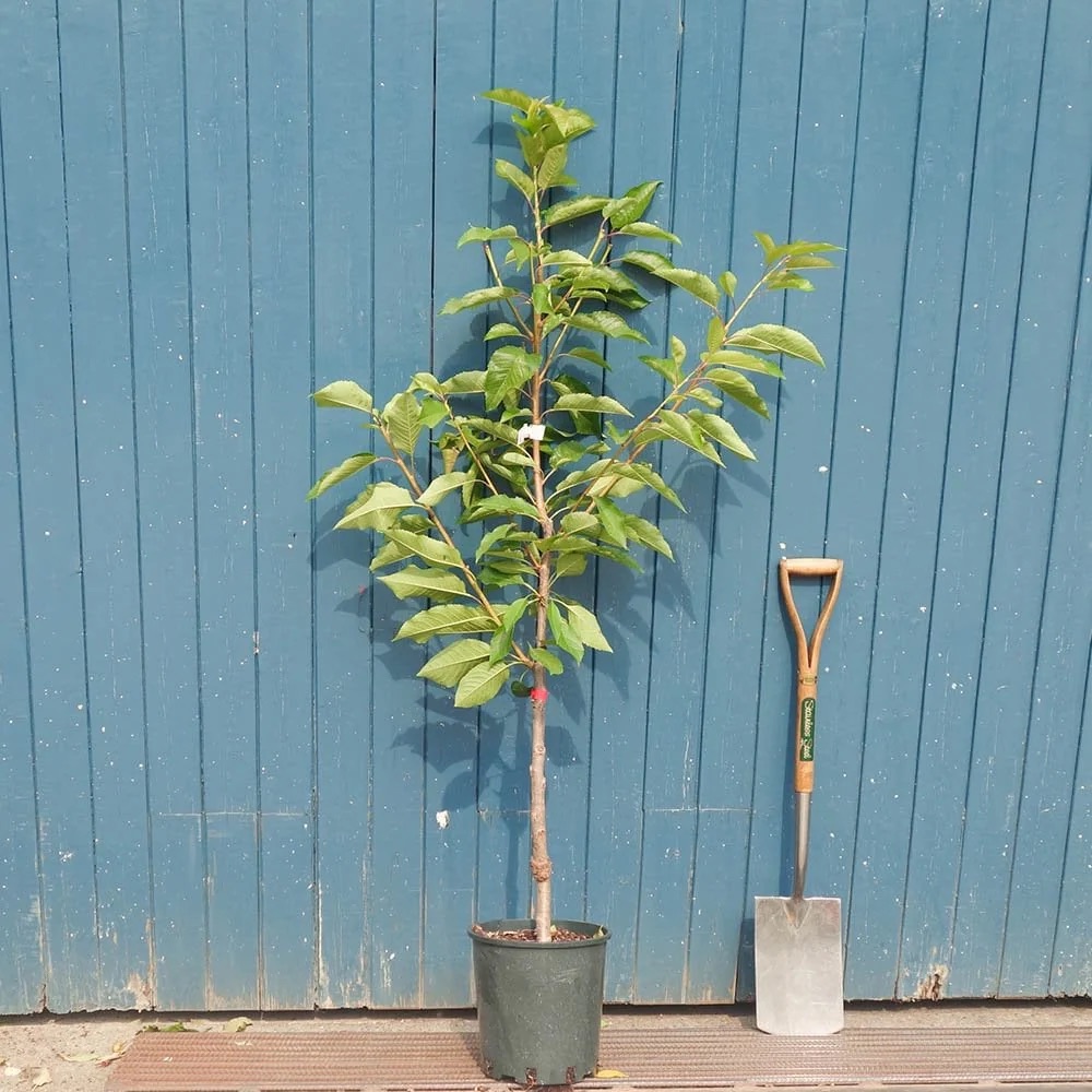 A young cherry tree in its nursery pot beside a spade, ready to plant