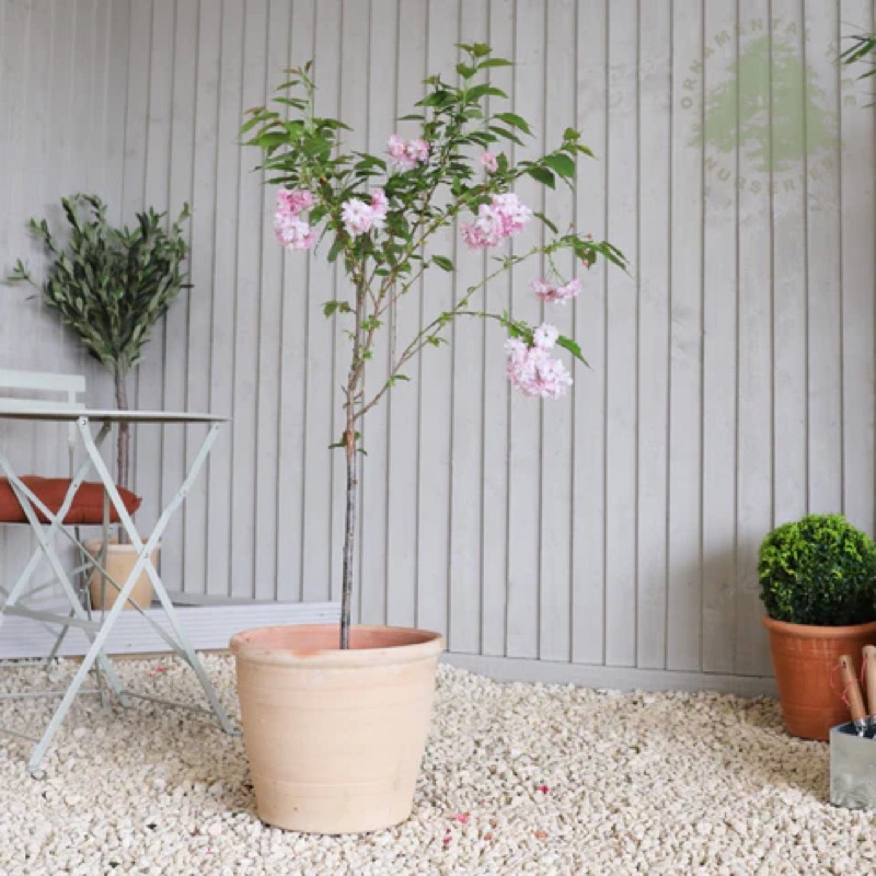 Small potted blossom tree in a terracotta pot on a patio