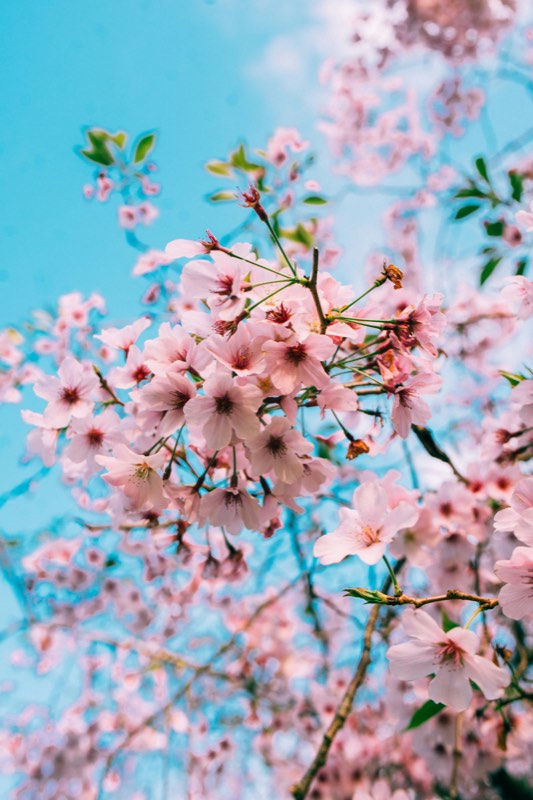 Masses of bright pink cherry blossom against clear blue sky