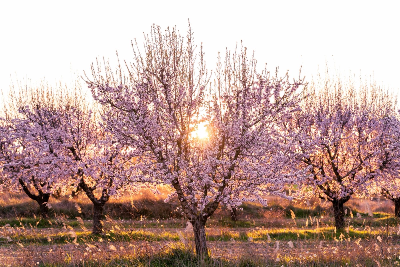 A row of cherry blossom trees in golden afternoon light