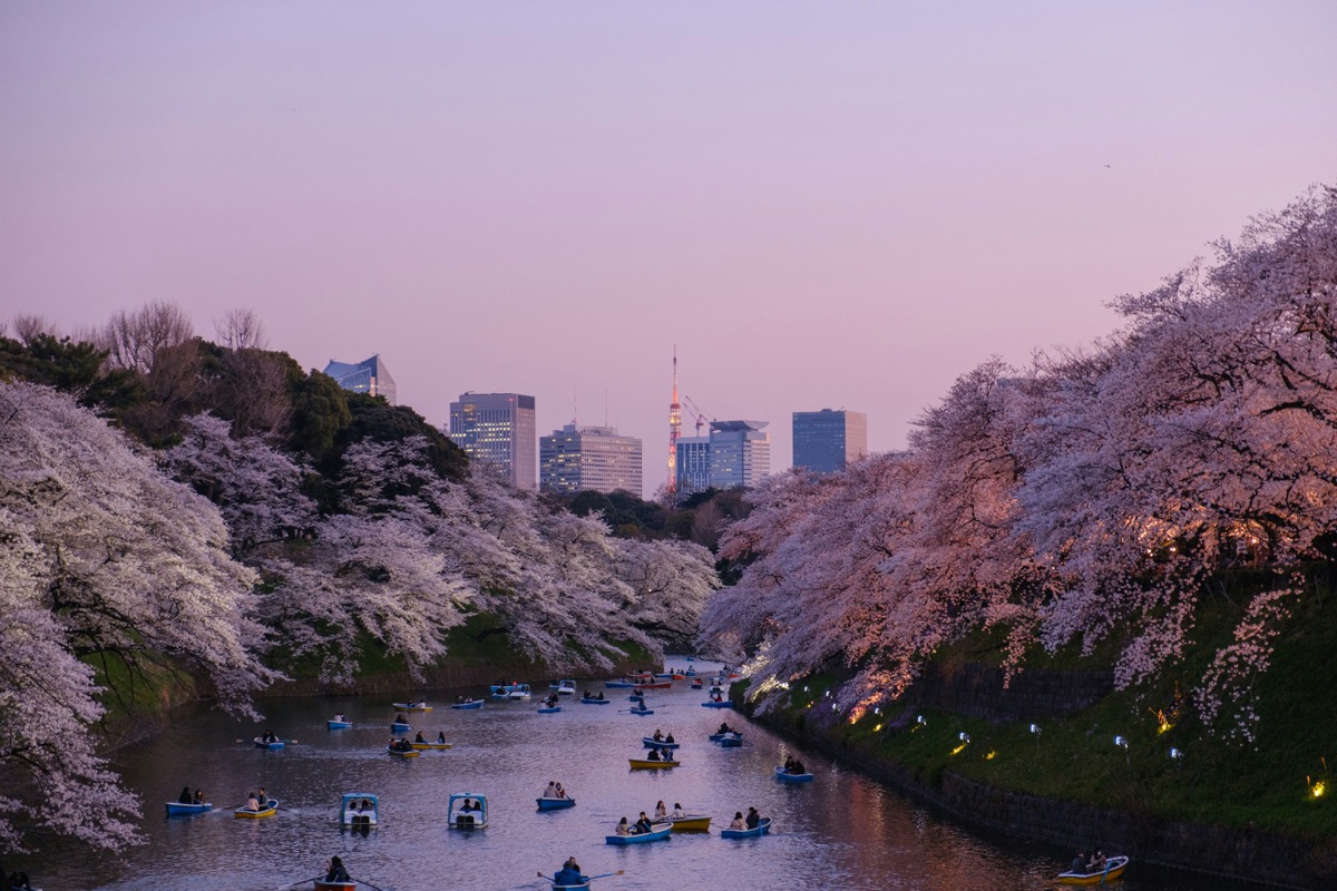 Tokyo skyline framed by cherry blossom and rowing boats on the river at dusk
