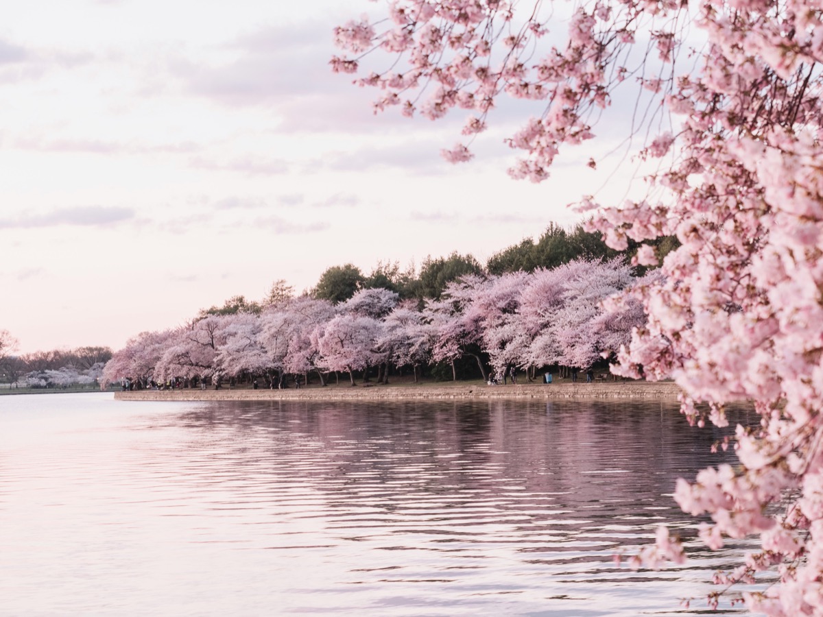 Cherry blossom along a riverbank in Japan reflected in still water